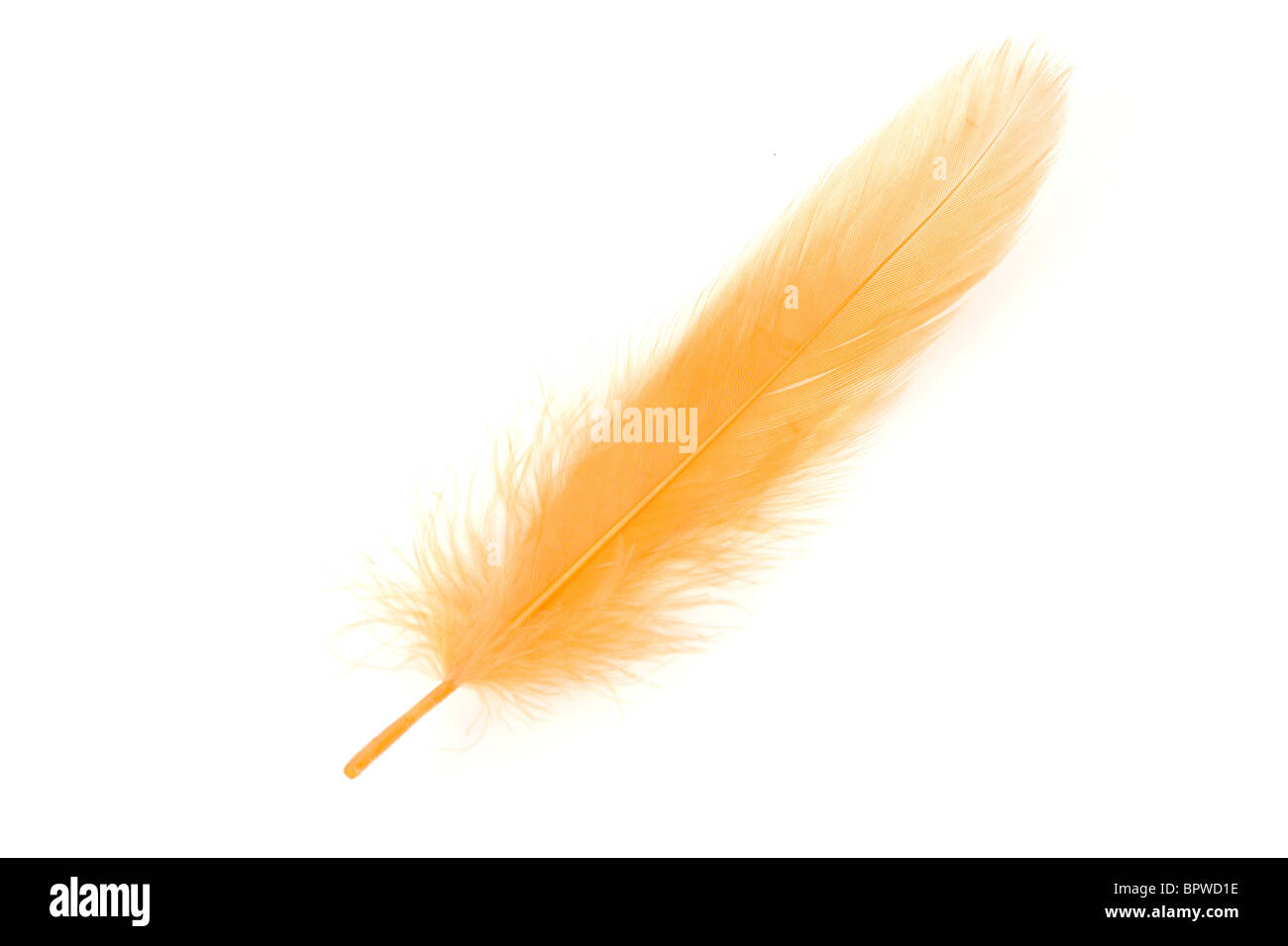 Yellow Feather with white background Stock Photo - Alamy