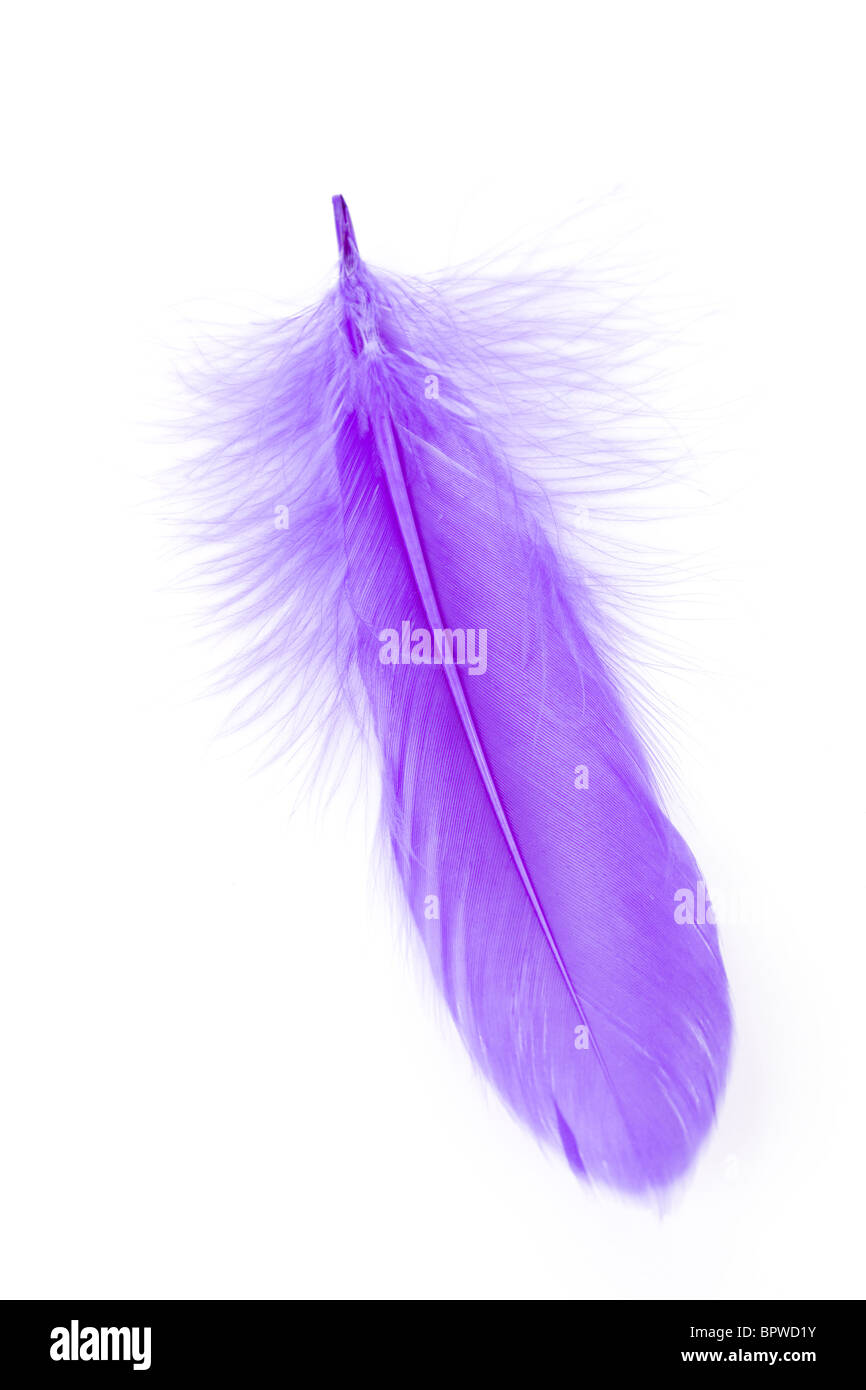 Blue Feather with white background Stock Photo