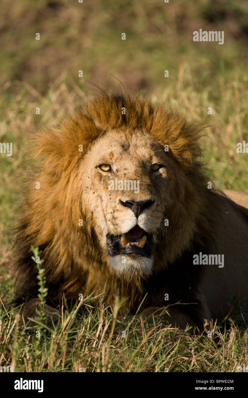 Male Lion on the Masai Mara, Kenya Stock Photo - Alamy