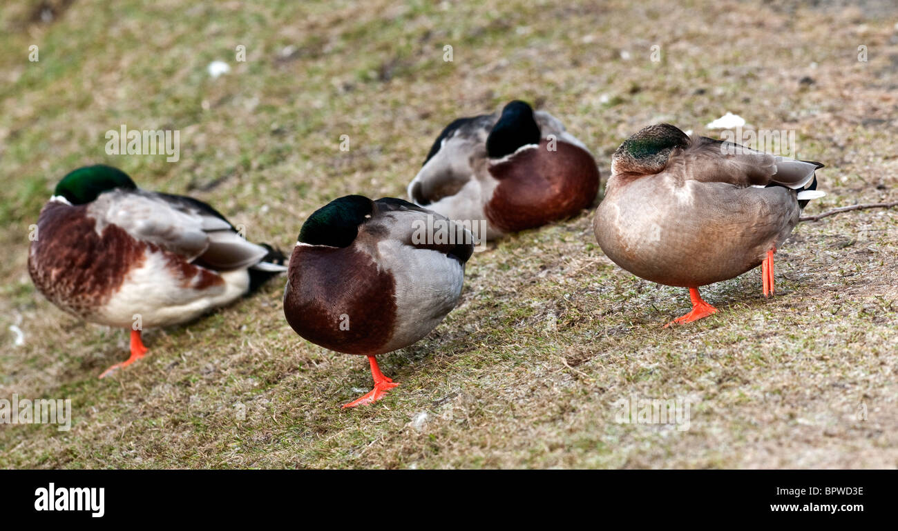 Ducks endure the freezing weather by sleeping on one leg Stock Photo