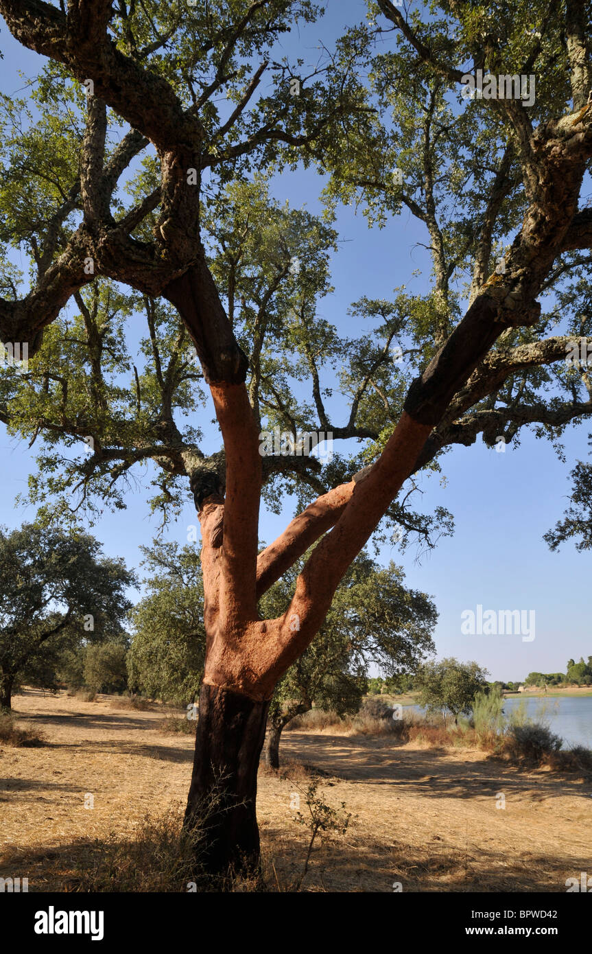 Cork tree with the cork harvested in the summer of 2010, Alentejo, Portugal. Stock Photo