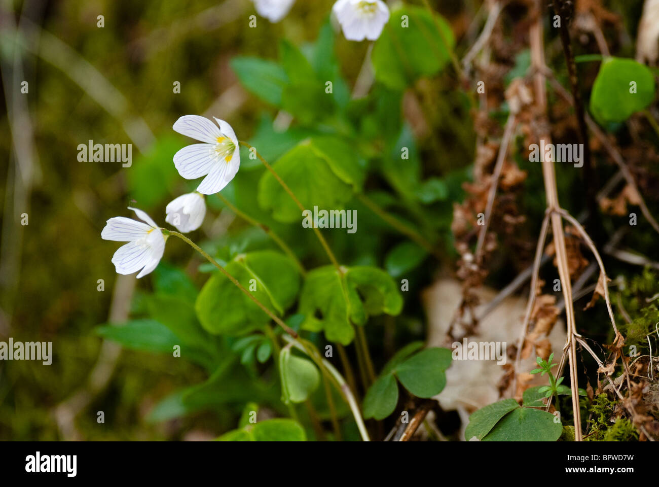 Common wood sorrel (Oxalis acetosella) is a sour tasting plant growing wild in woodland and hedgerows Stock Photo