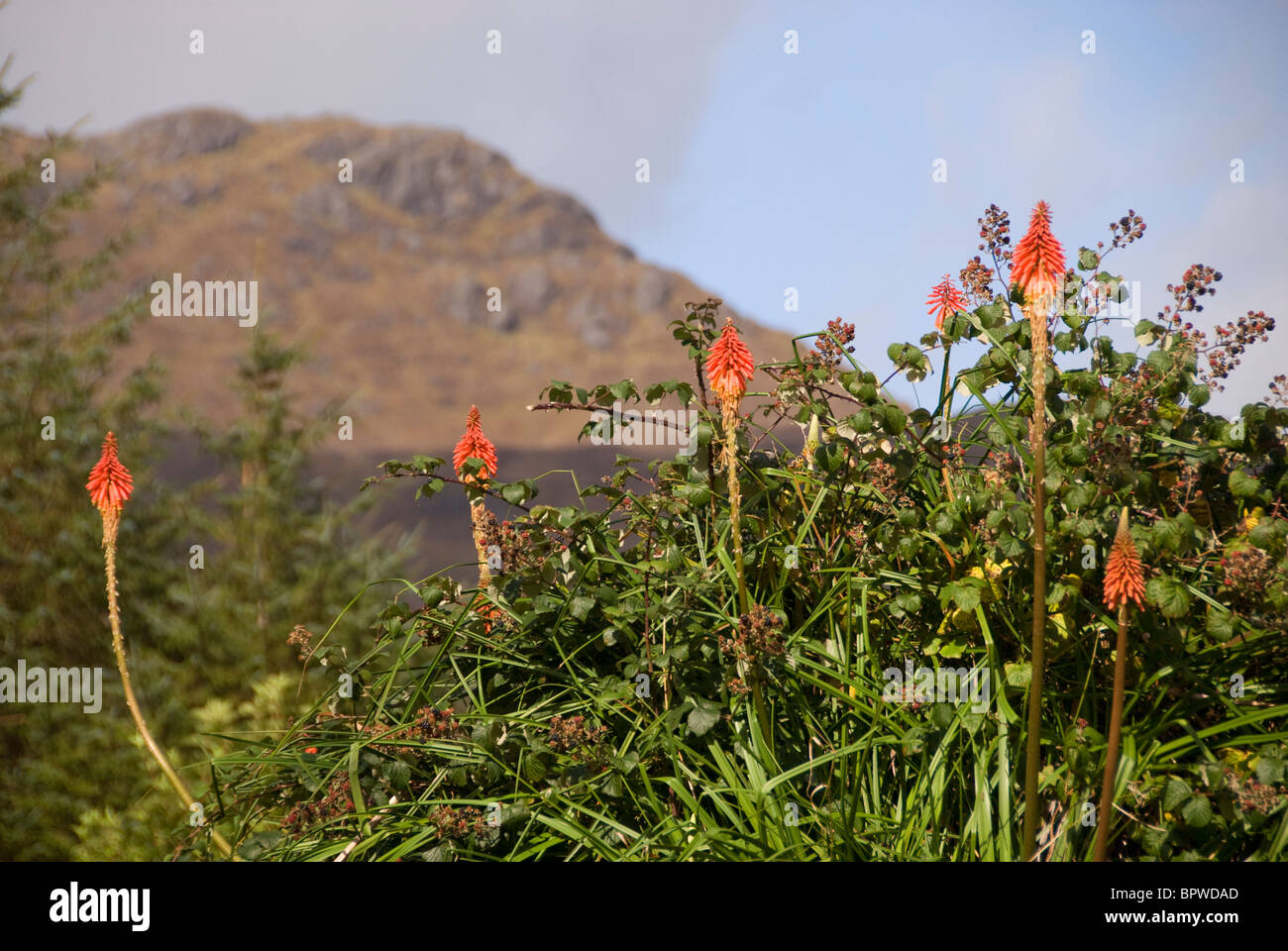 Red hot poker plant, or torch lily with the Cooley Mountains in the background, Carlingford, Ireland Stock Photo
