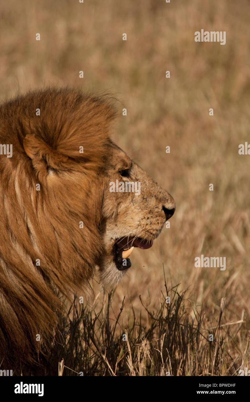 Male Lion on the Masai Mara, Kenya Stock Photo - Alamy