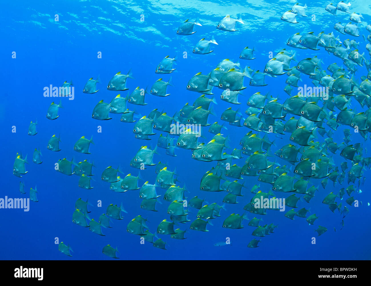 A school of dartfish, or diamondfish, Monodactylus argenteus, swimming underwater. Uepi, Solomon Islands Stock Photo