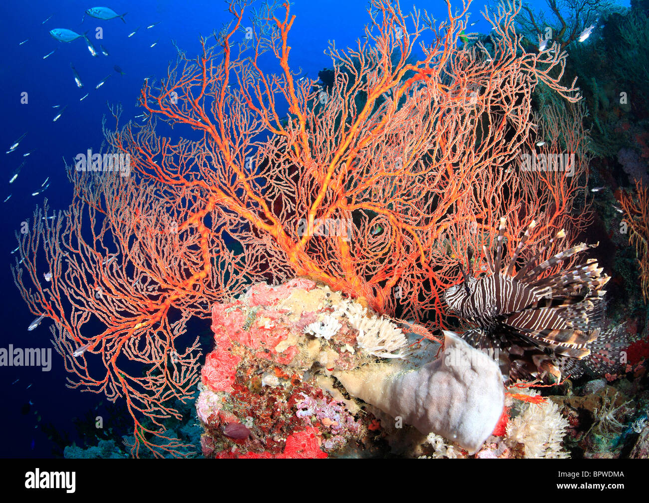 a  colorful reef scene with red sea fans, tropical fish and a lionfish, with a blue water background, Stock Photo