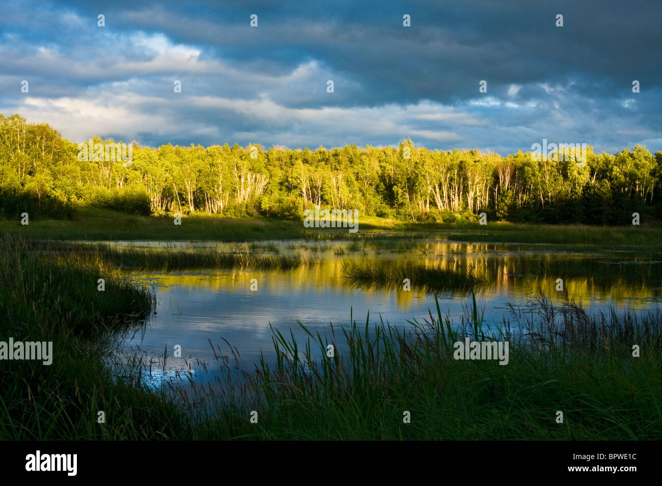 A beaver pond in Sudbury, Ontario, Canada Stock Photo Alamy