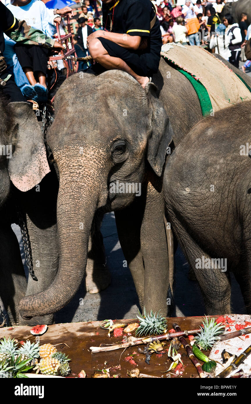 Elephants enjoy the elephant buffet which takes place during the Surin Elephant roundup. Stock Photo