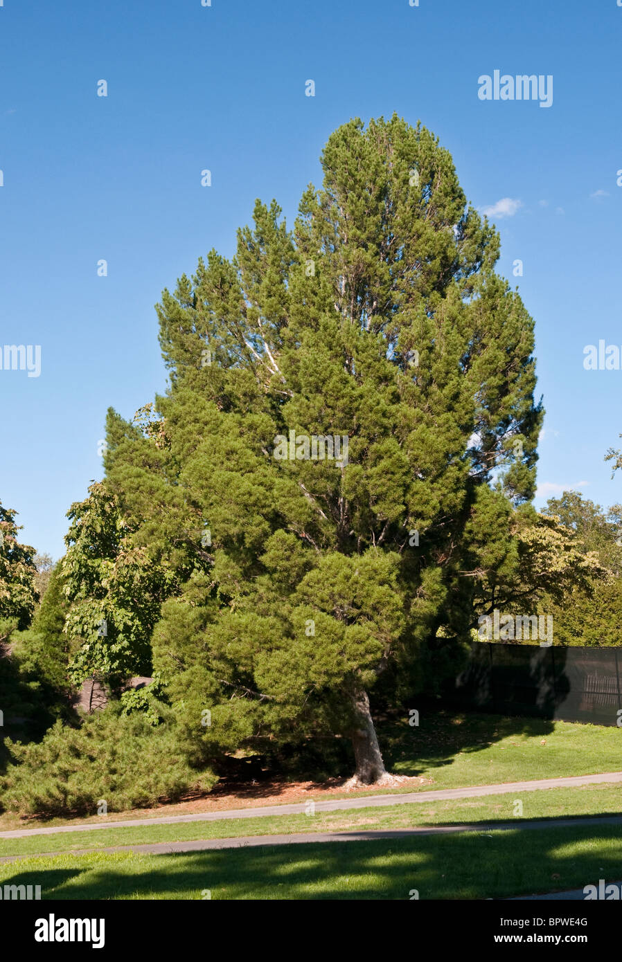 Lacebark Pine - Pinus bungeana Stock Photo