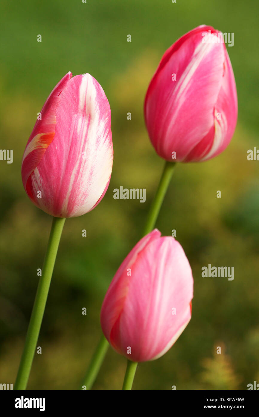 White and pink tulip flowers. Stock Photo