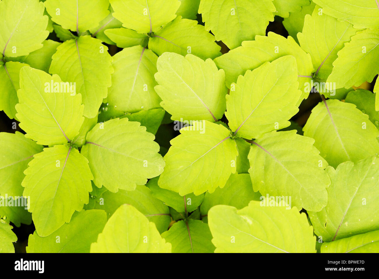 Jewel weed or Impatiens foliage. Seedlings. Also known as touch-me-not. Stock Photo