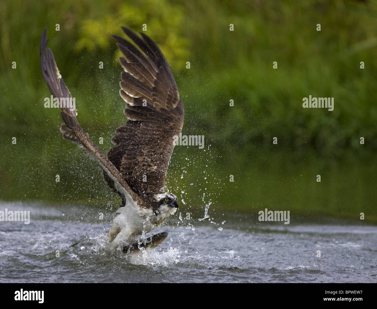 Osprey taking off from lake with trout in talons Stock Photo