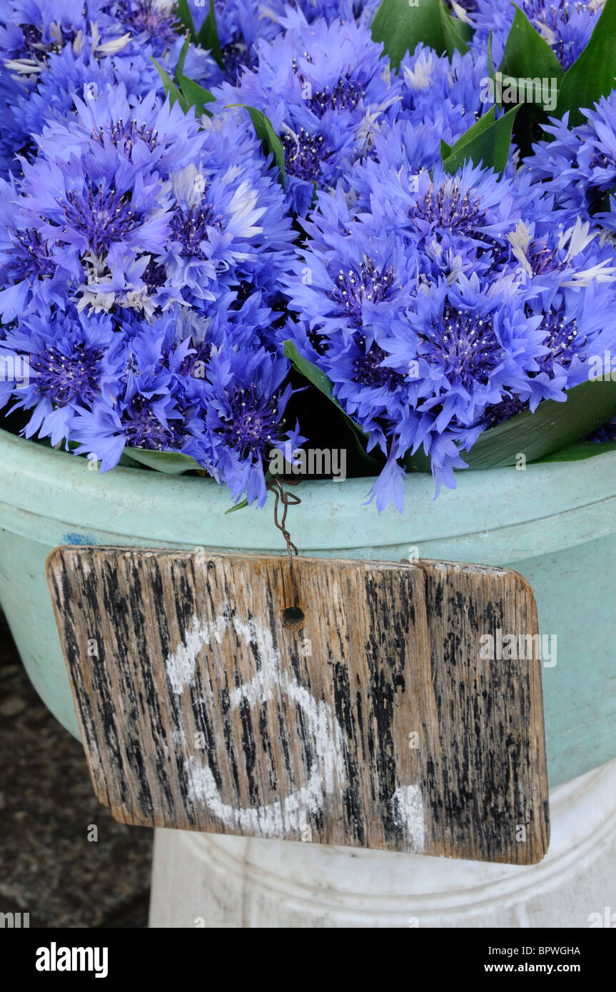 Cornflowers flower stall in the Rynek Glowny, Town Square, in Krakow