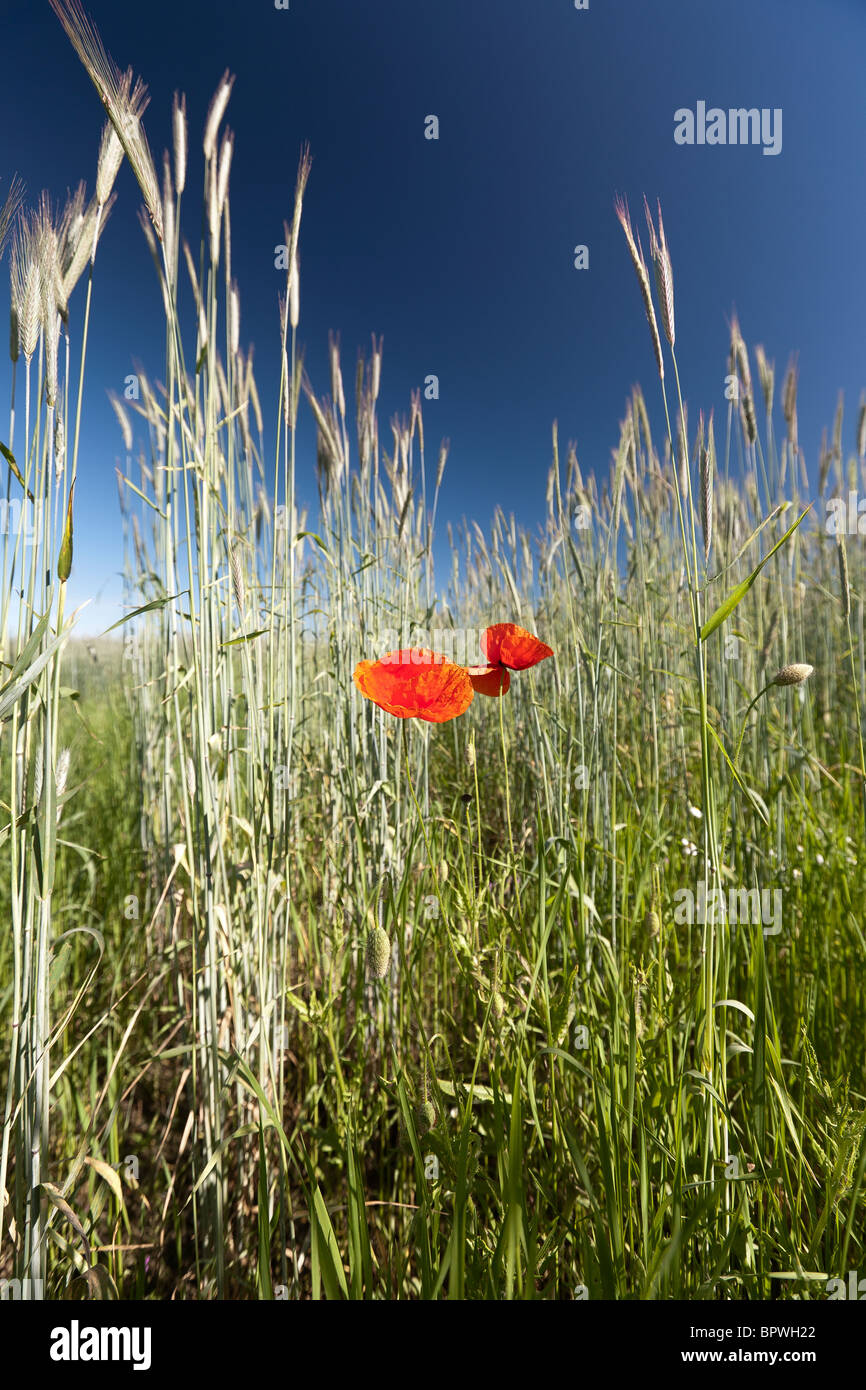Beautiful poppies flower field hi-res stock photography and images - Alamy