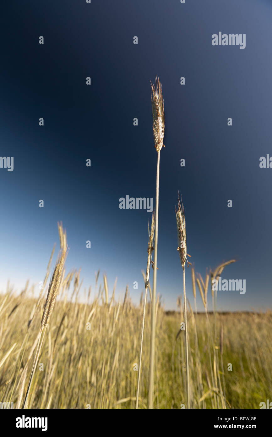 Field of young wheat in Poland Stock Photo