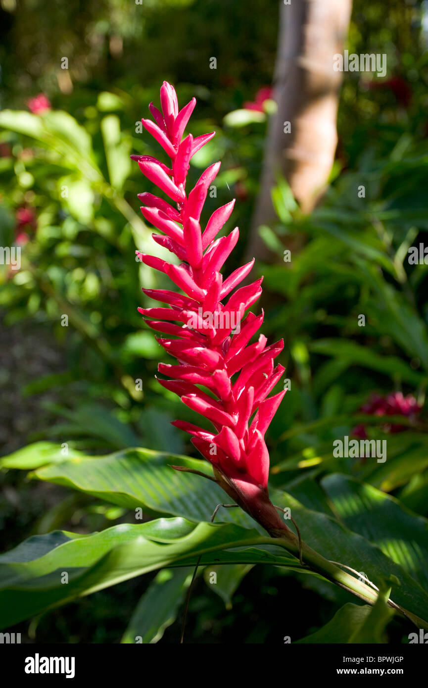Red Ginger Flower, Alpinia purpurata growing in Flower Forest in the