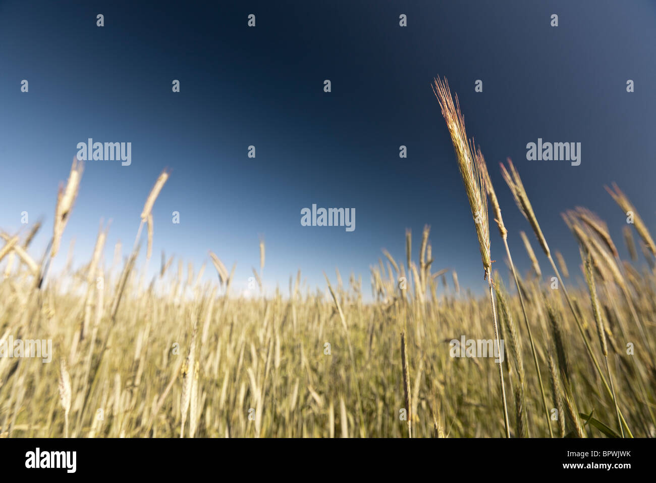 Field of young wheat in Poland Stock Photo