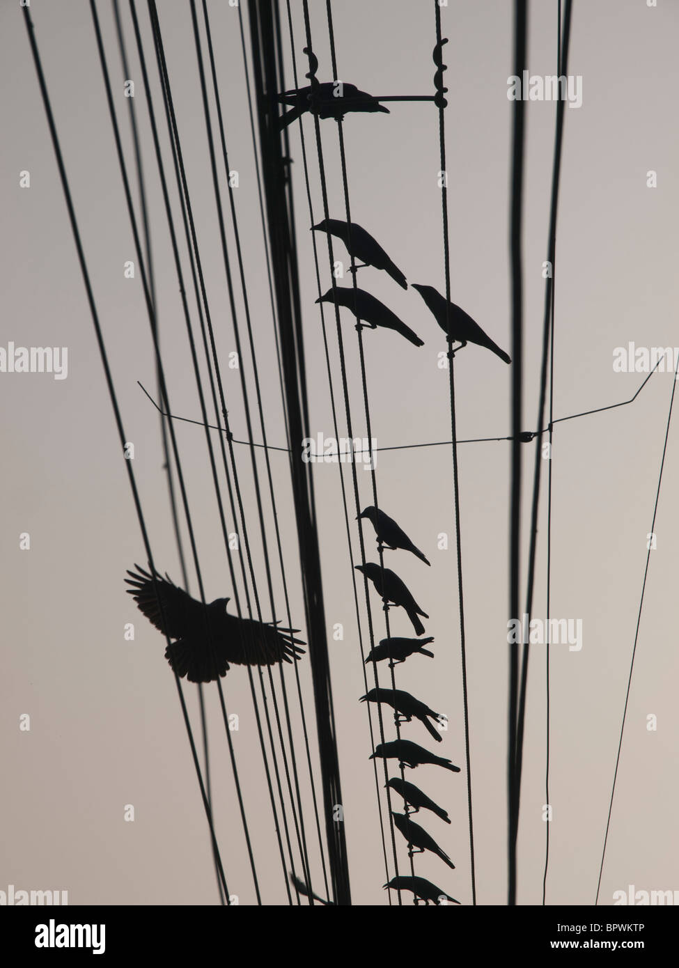 Back of bird hires stock photography and images Alamy