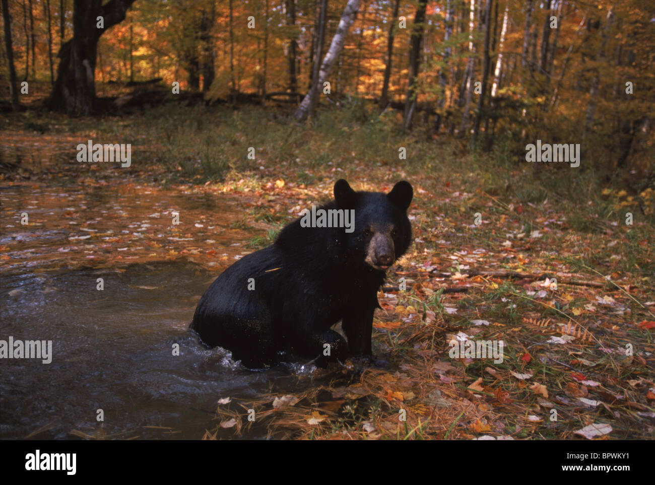 Raising black bears in New Hampshire Stock Photo Alamy
