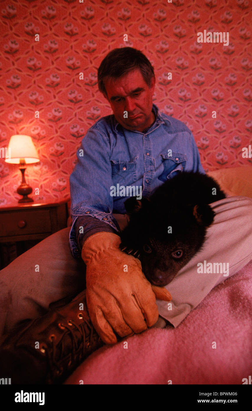 Raising black bears in New Hampshire Stock Photo Alamy