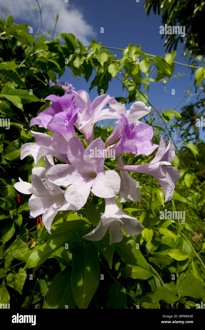 Garlic Vine flower - Mansoa alliacea at Andromeda Botanic Gardens in Barbados in the Caribbean Islands Stock Photo