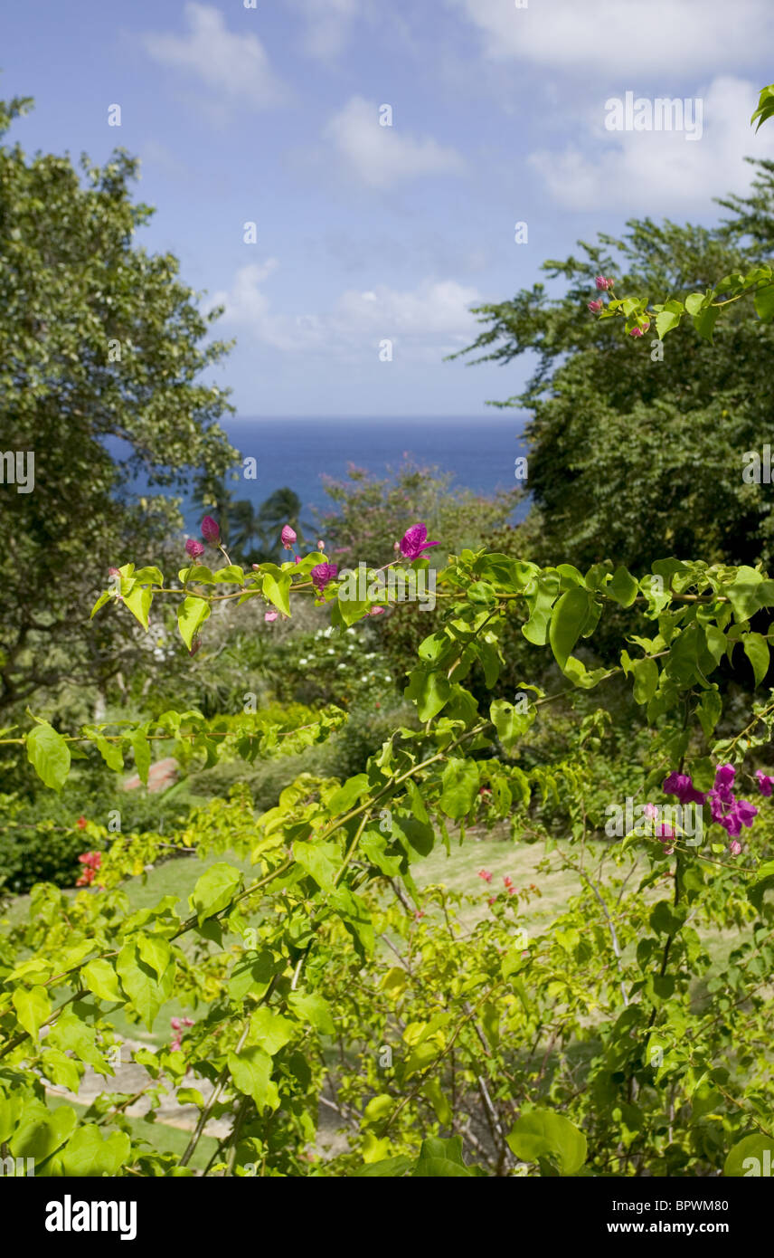 General view of gardens with Atlantic Ocean through trees in background at Andromeda Botanic Gardens Stock Photo