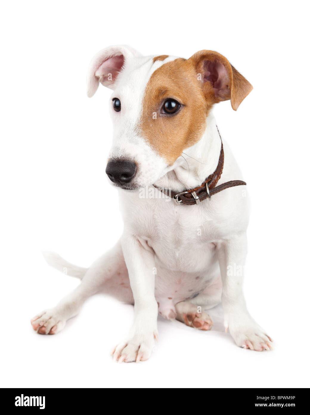 Puppy of a dog in studio against a white background. A Jack Russell terrier is a dog with a high level of energy. Stock Photo