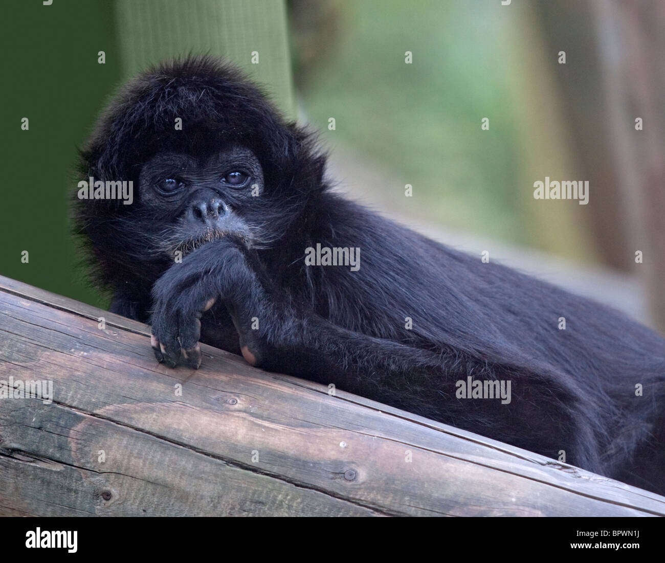 Colombian Spider Monkey (ateles fusciceps rufiventris) Stock Photo
