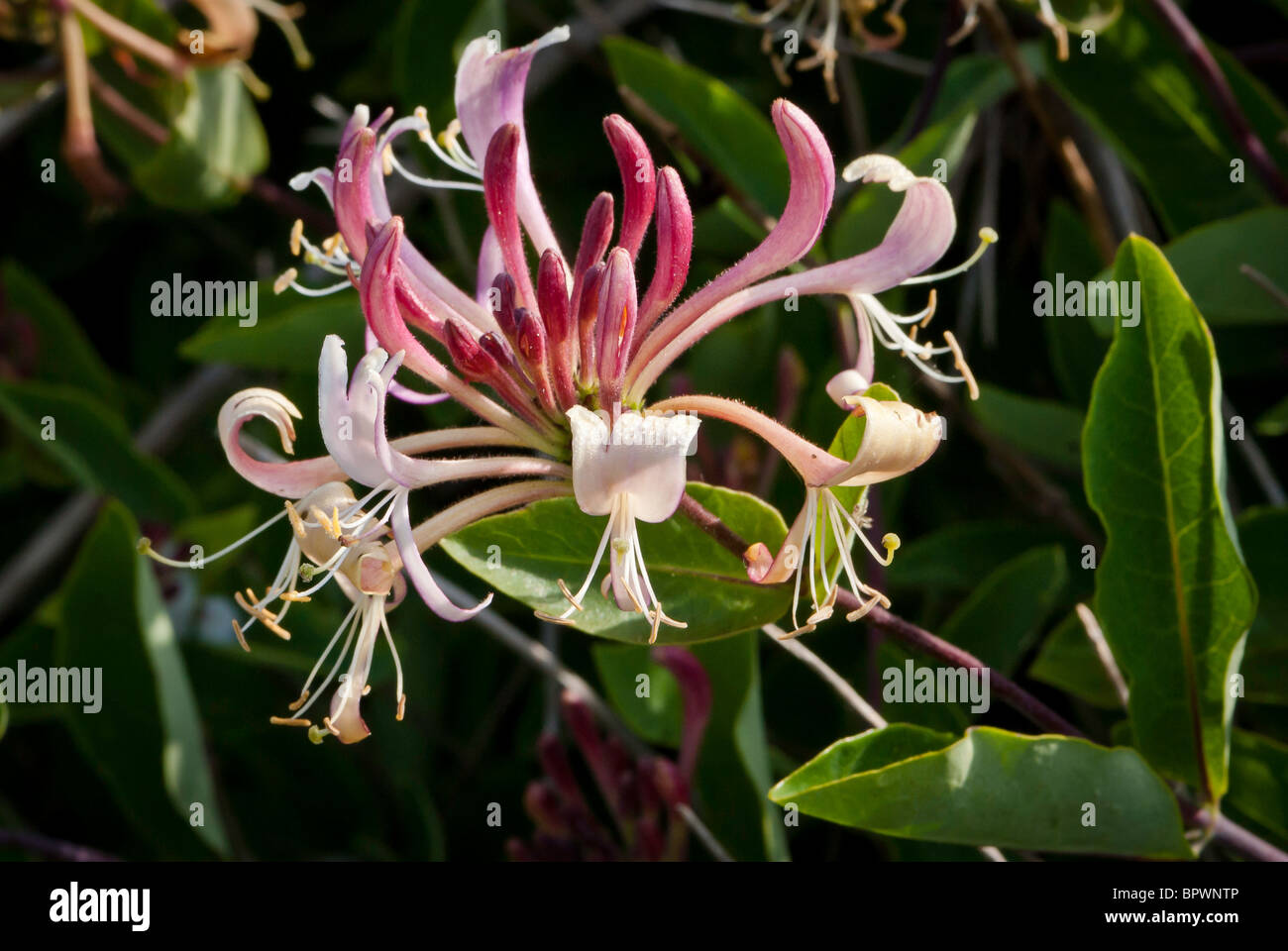 Honeysuckle flower. Also known as Lonicera periclymenum. Stock Photo