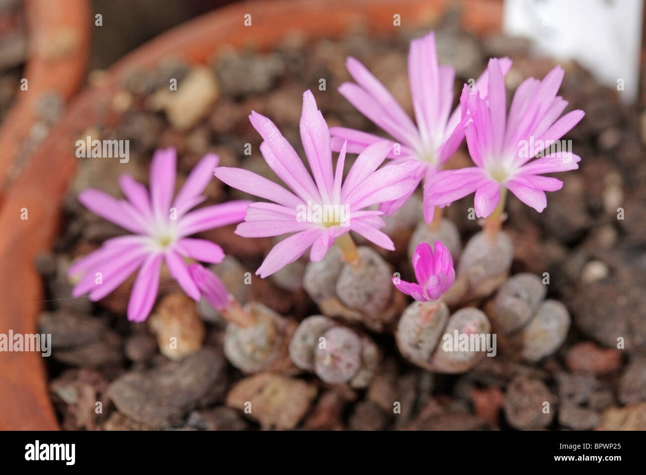 Flowering stone. Conophytum minusculum ssp.leopoldtii Stock Photo