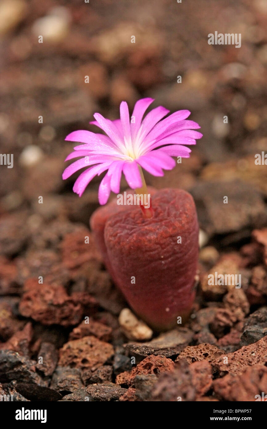 Flowering stone. Conophytum lithopsoides ssp. boreale Stock Photo