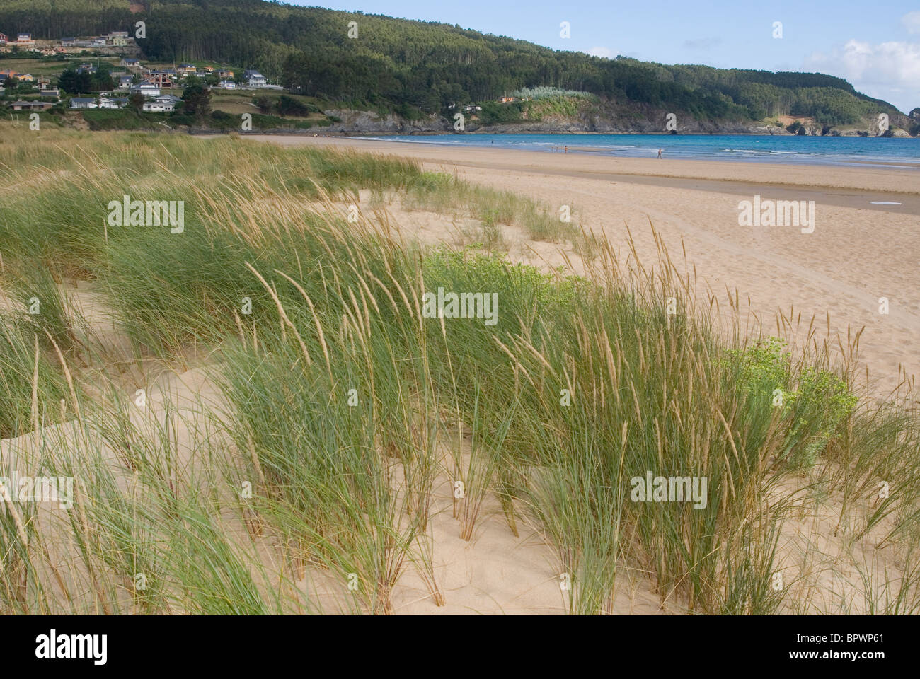 European Marram Grass or European Beachgrass (Ammophila arenaria) on sand dunes in Abrela beach, Vicedo, Lugo, Galicia, Spain. Stock Photo