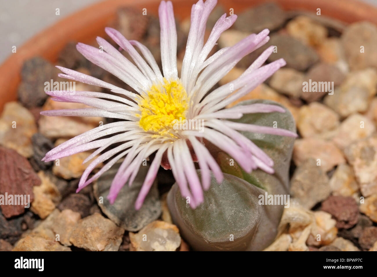 Flowering stone. Conophytum (Ophtalmophyllum) sp. Stock Photo