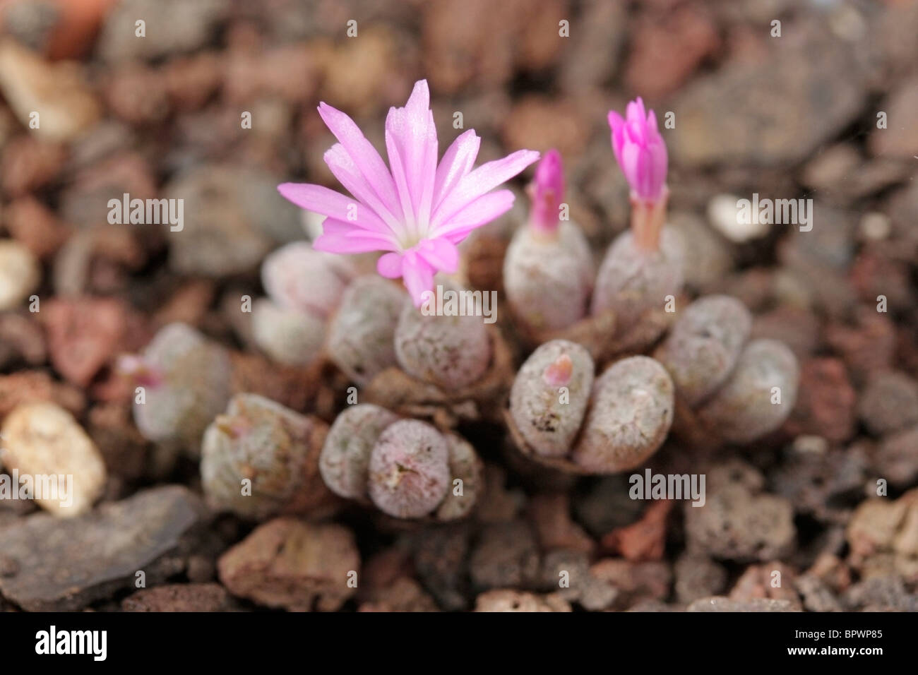 Flowering stone. Conophytum minusculum ssp.leopoldtii Stock Photo