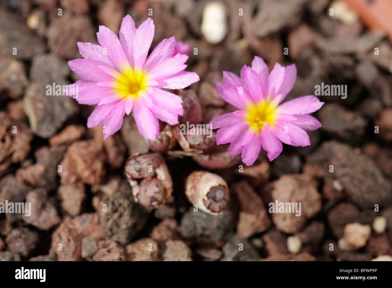 Flowering stone. Conophytum minusculum herrei Stock Photo