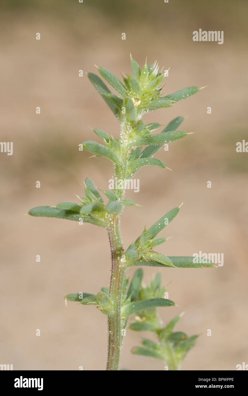 Tumbleweed, Russian Thistle or Spiny Saltwort (Salsola kali) Stock Photo