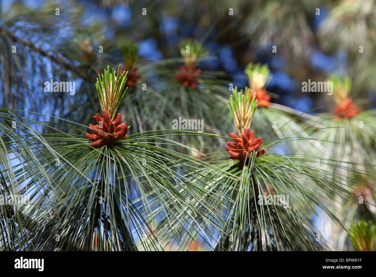 Ireland, North, Belfast, Botanic Gardens, details of Pine tree male pollen cone shaped like a pineapple. Stock Photo