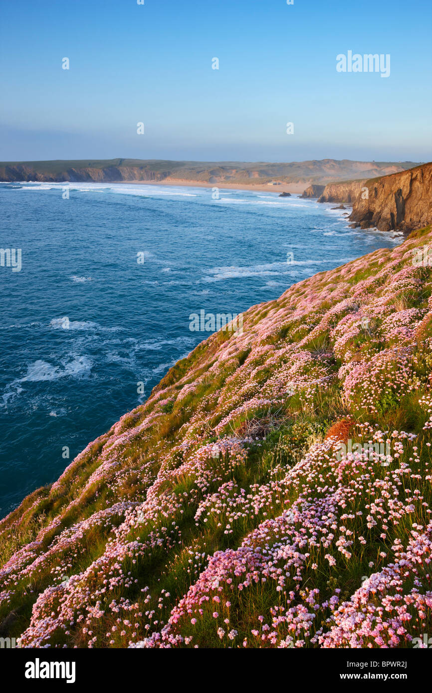 Looking back toward Holywell Bay from the clifftops during early summer where sea pinks grow in abundance Stock Photo