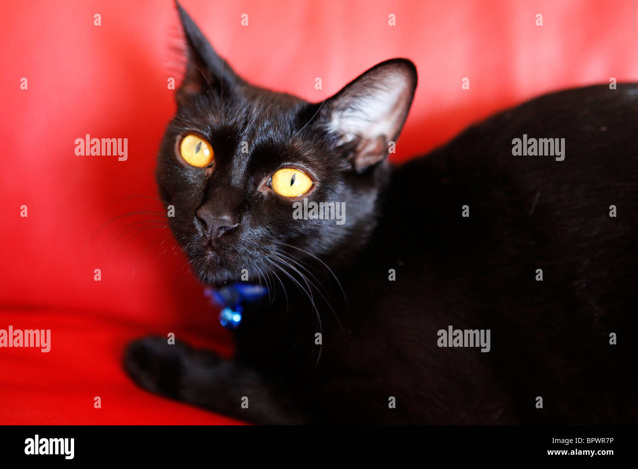 A black cat sits on a red chair Stock Photo - Alamy