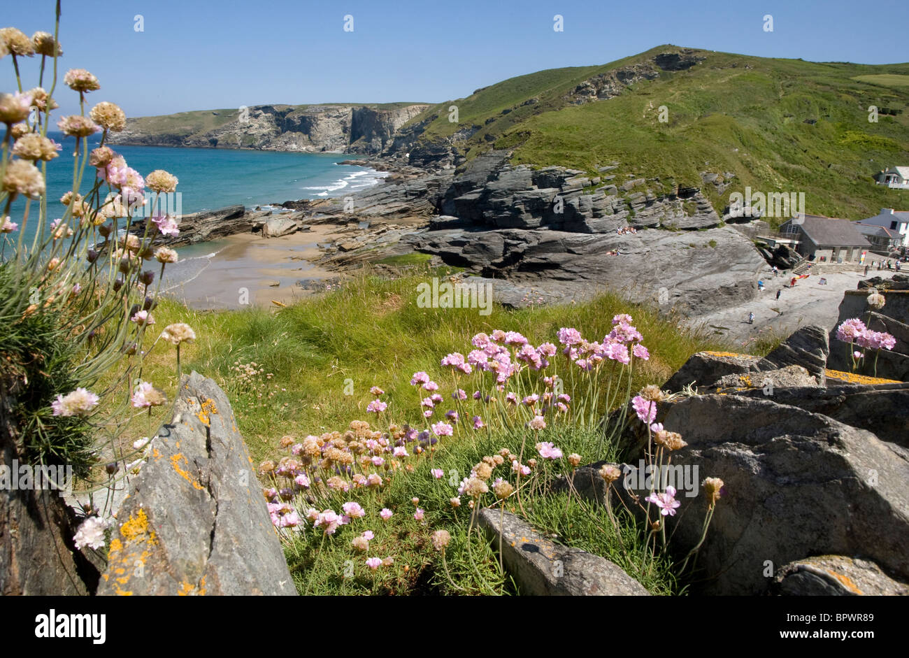 Sea Pinks in the foreground at Trebarwith Strand, North Cornwall. Stock Photo