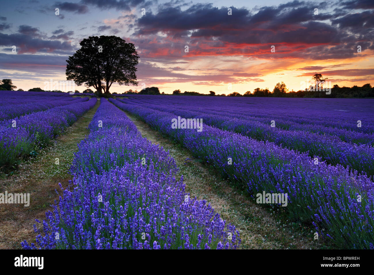 A beautiful summers evening at overlooking lavender farm. Stock Photo