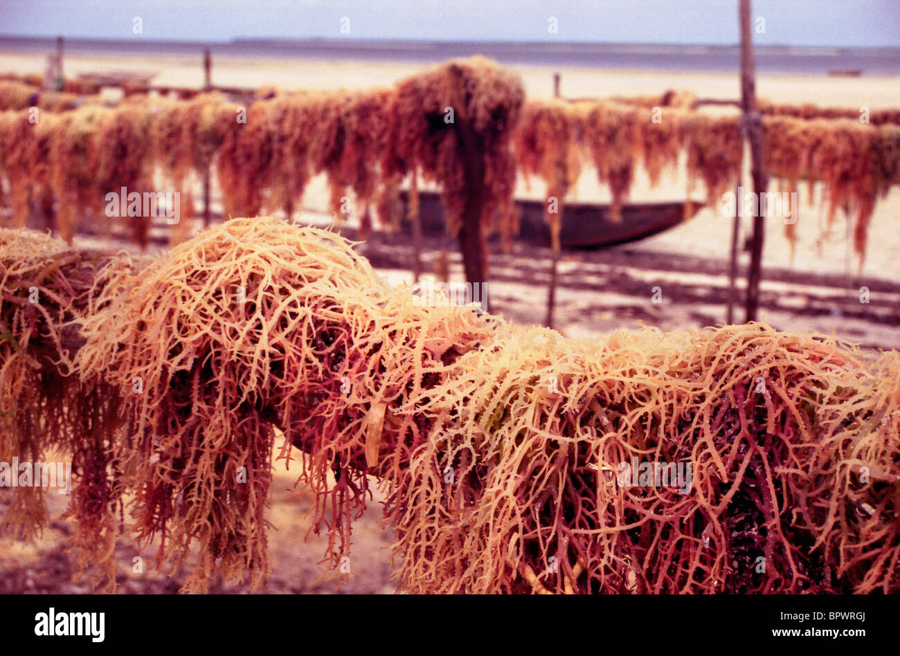 Wet seaweed hanging out to dry on the beach at Chwaka village on the east coast Stock Photo