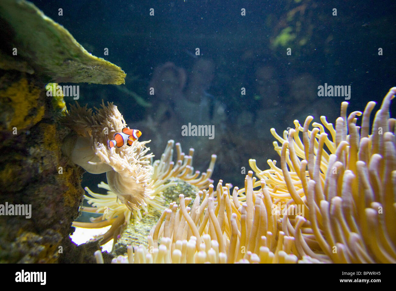 Clown fish at Ocean Park aquarium in Barbados in the Caribbean Island