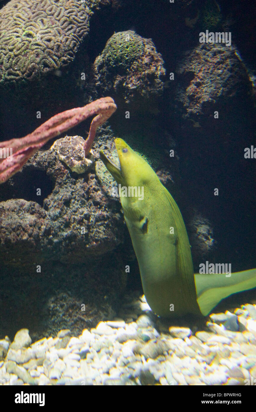 Green Moray Eel at Ocean Park aquarium in Barbados in the Caribbean
