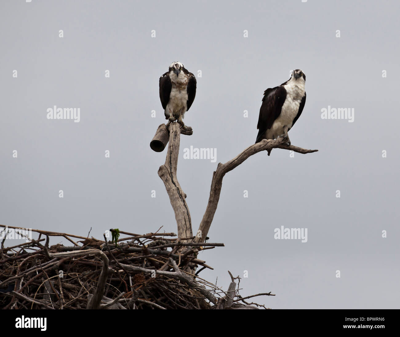 Pair of osprey sitting on nest on Long Island, New York Stock Photo Alamy