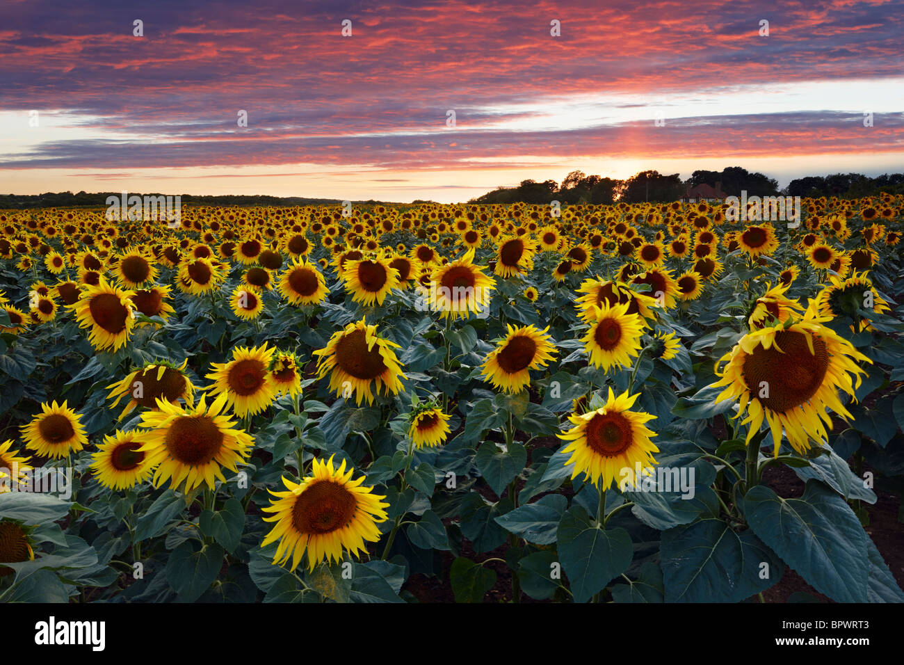 Sunflower field West Sussex. Grown to produce pure sunflower oil Stock Photo
