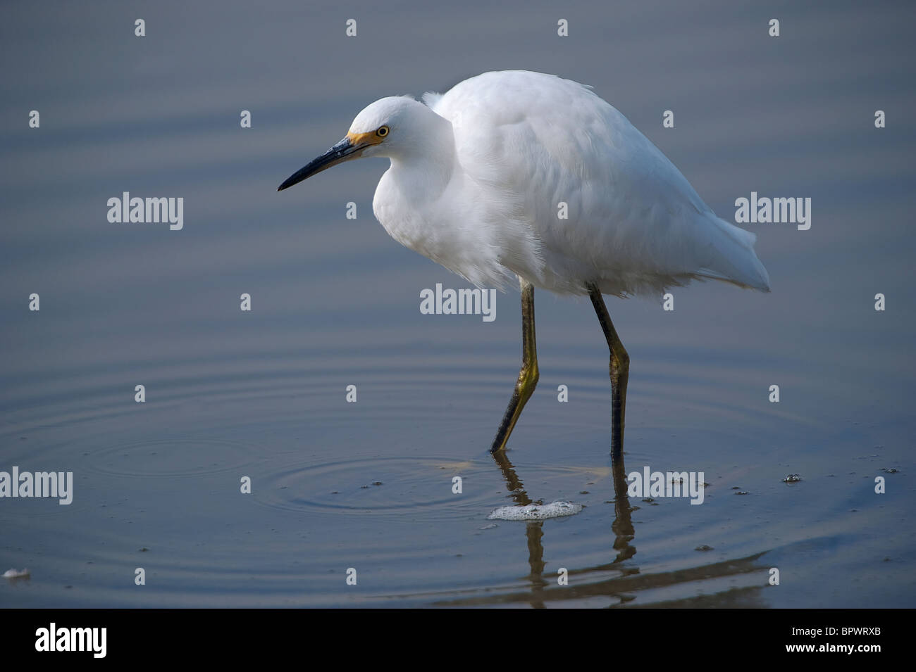 Snowy Egret (Egretta thula Stock Photo - Alamy