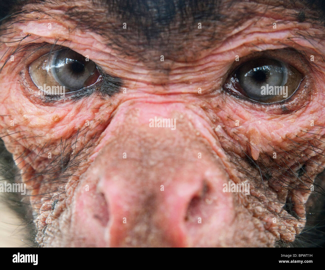 Black spider monkey ateles paniscus hi-res stock photography and images ...