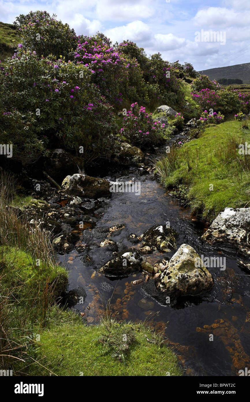 Water Stream and Rhododendron Landscape Connemara, County Galway Ireland Stock Photo