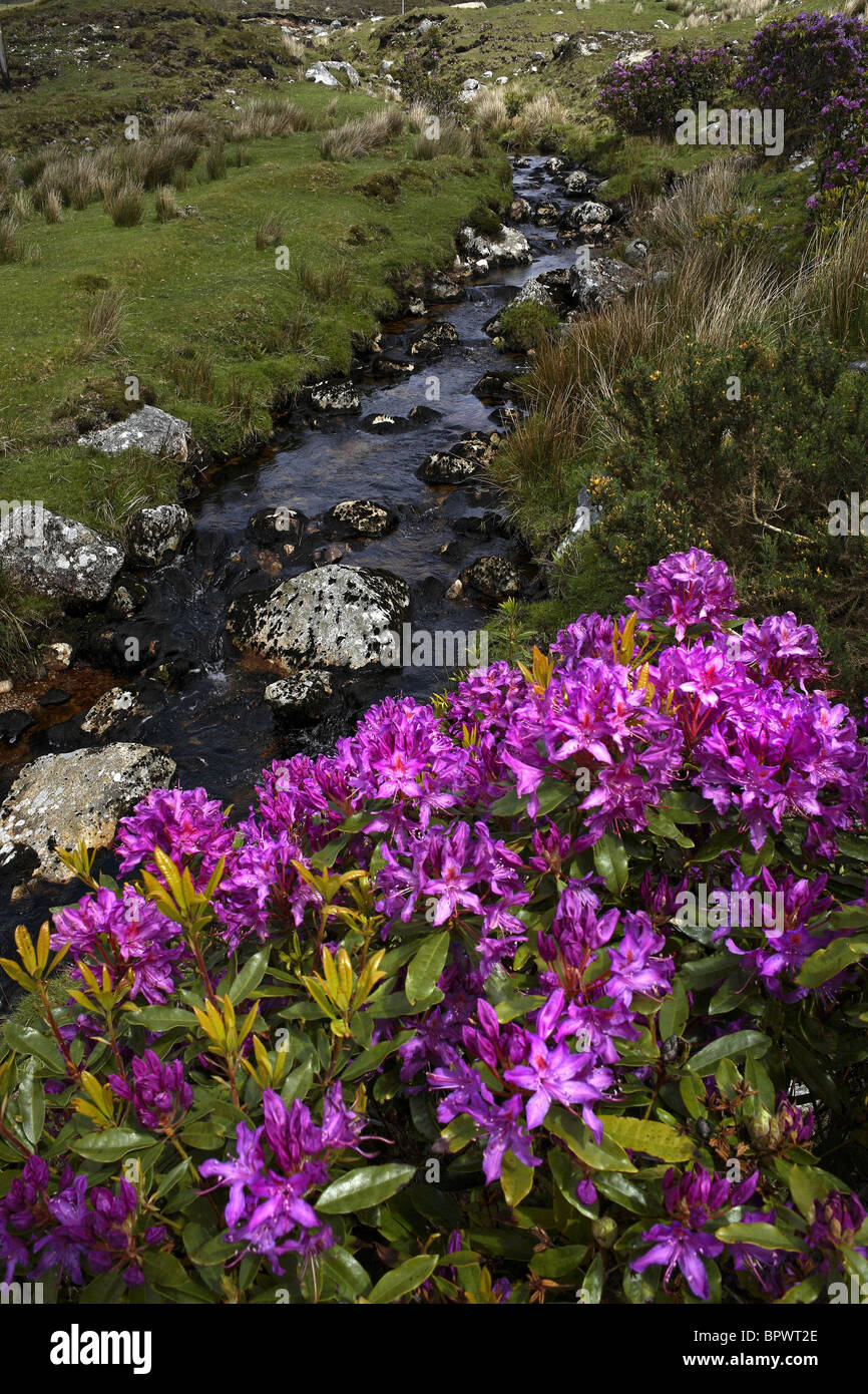 Rhododendron Flowers ( Rhododendron ponticum ) Water Stream and, Landscape Connemara County Galway Ireland Stock Photo